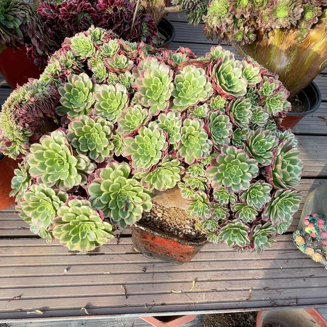 【闪购商品】无花朵别*我朝霞