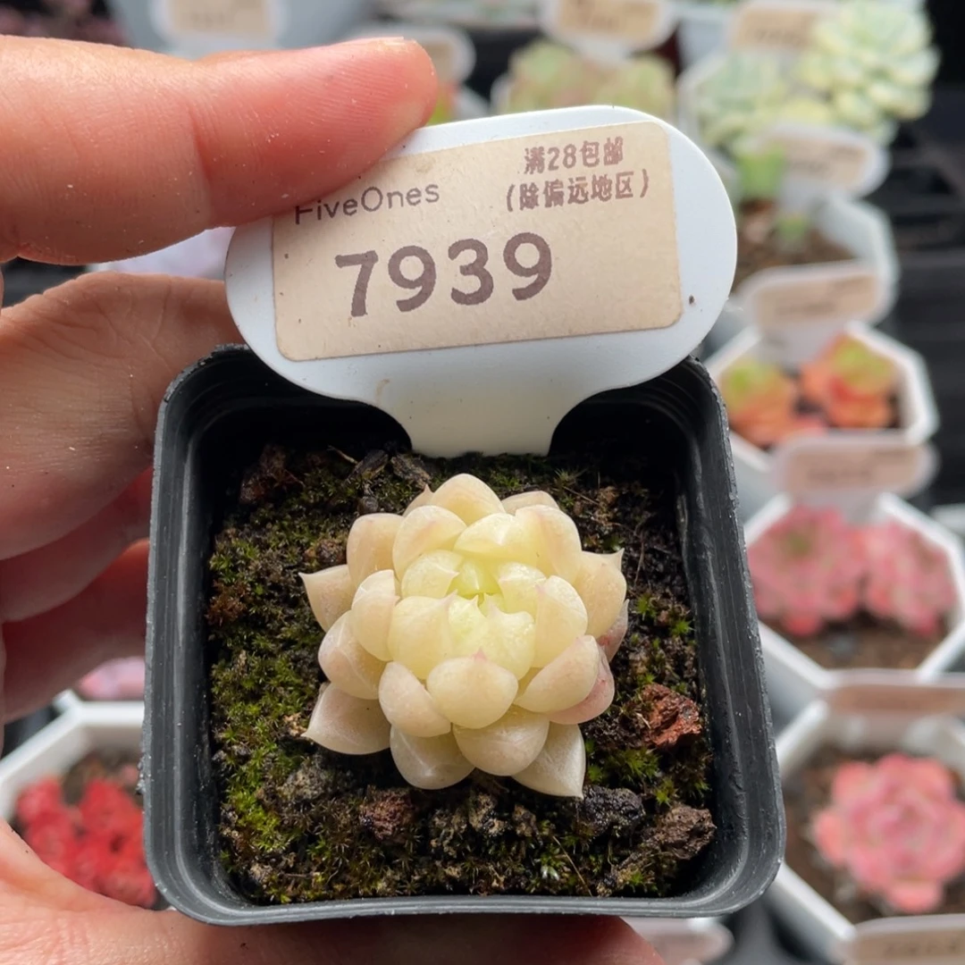 麦秆7939-3.5厘米
