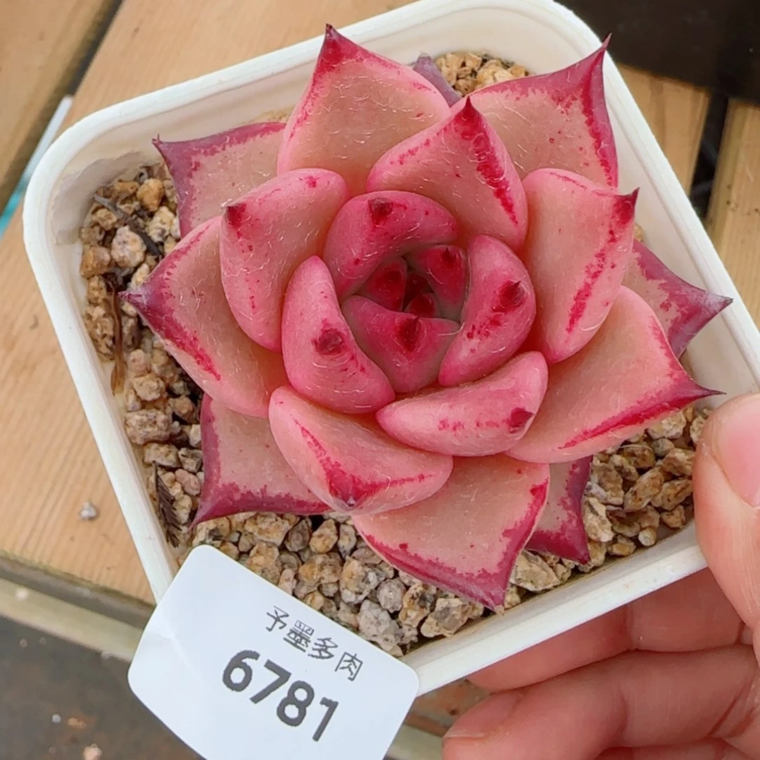 红颜蜜语，6781多肉植物