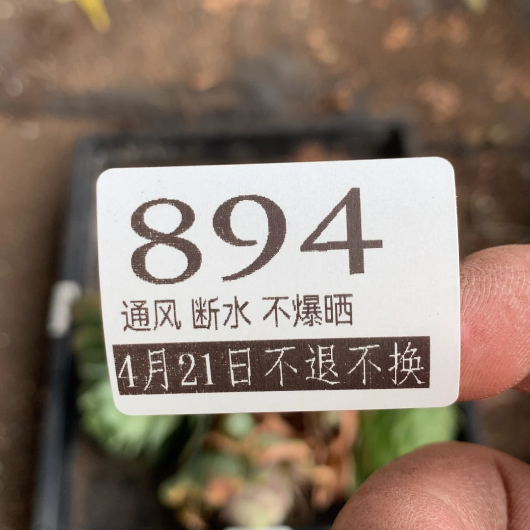 山地玫瑰无售后894