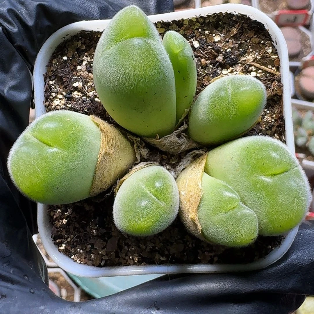 王***️生石花111112。  192