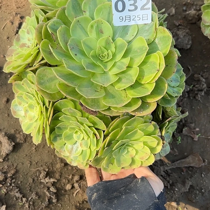 9.25.32雨荷多肉植物5