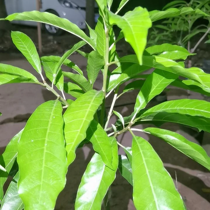 风***吻当前无花栽培后可以开花