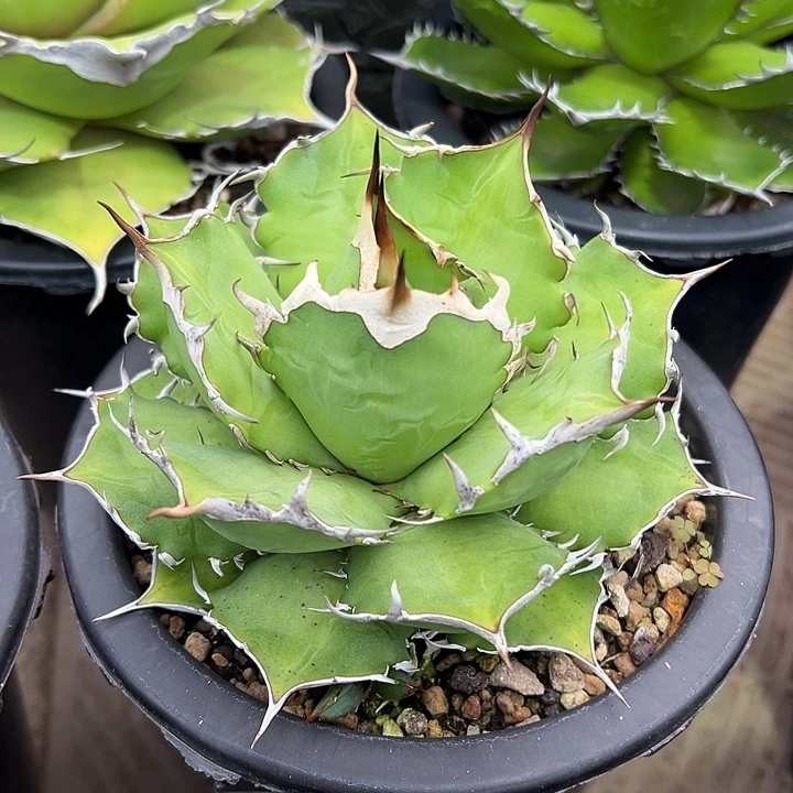龙舌兰多肉植物多肉