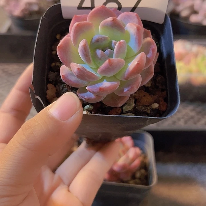 487，拼盘，多肉植物