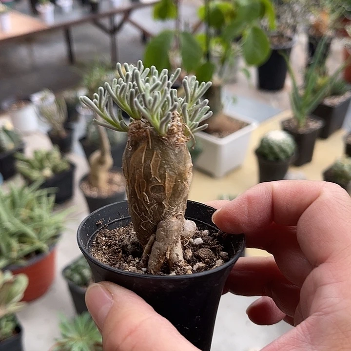 无花朵实生淡清霜一物一拍