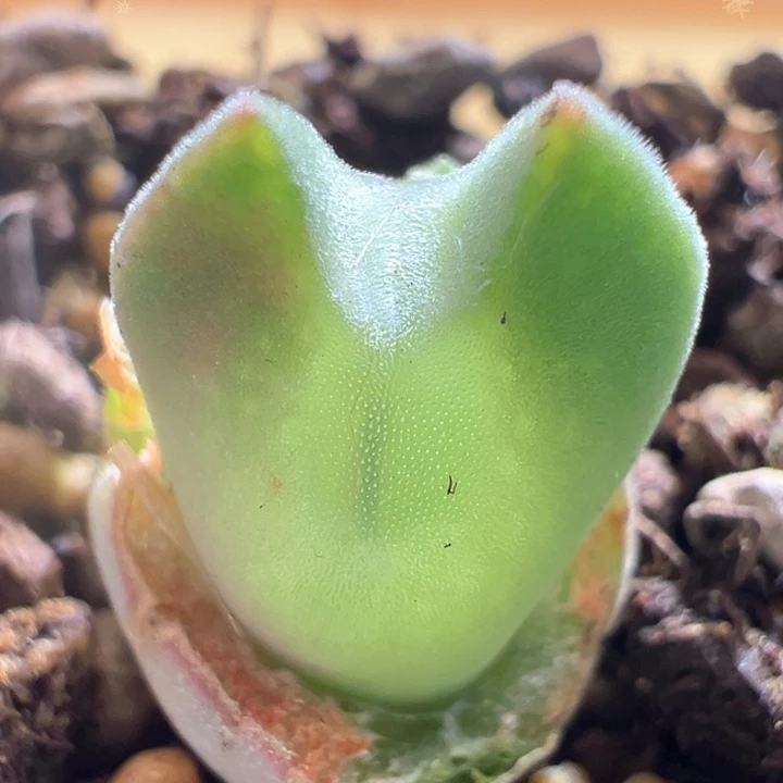 w98。青蛙3年特窄耳特有潜力大眼睛88折后价