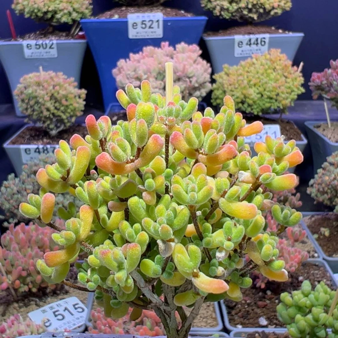 【闪购商品】e555小星星枝干番杏