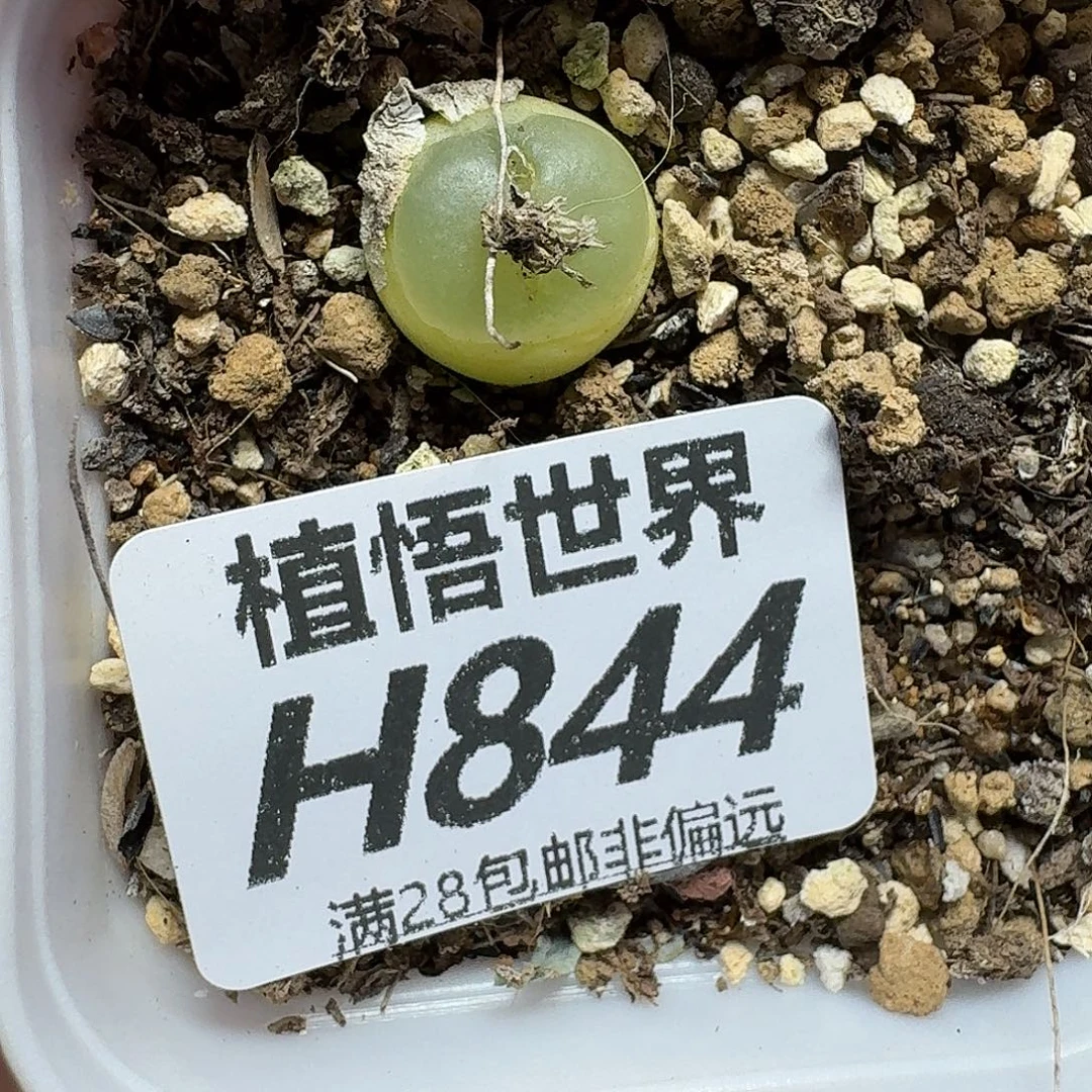 多肉植物的人生gnn