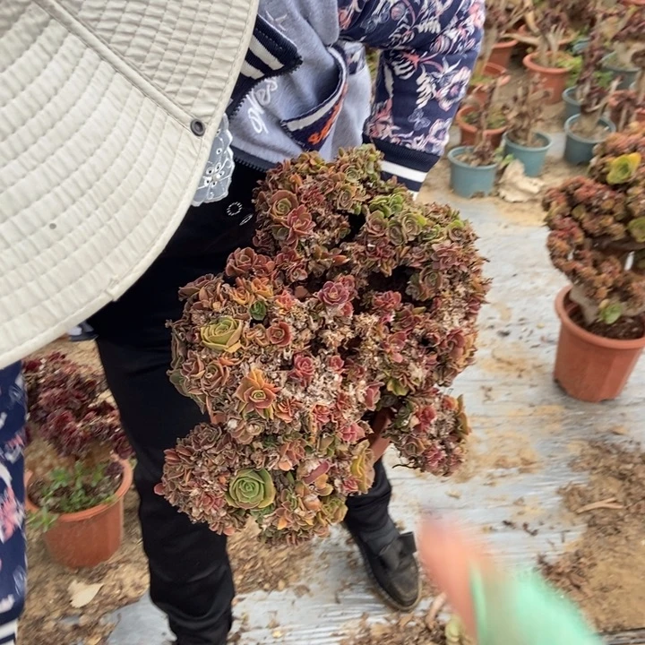用***2465玫瑰缀化老桩老桩
