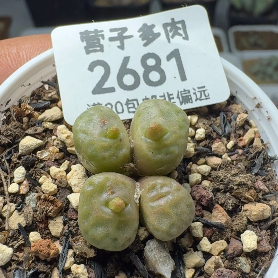 烧麦带盆土。