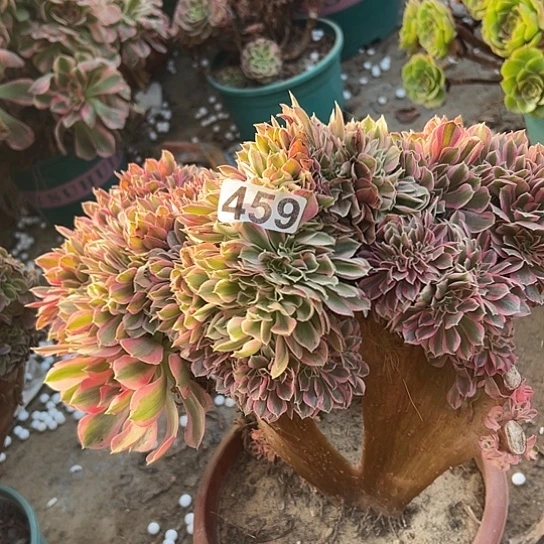 想***彬多肉植物一个女巫有伤