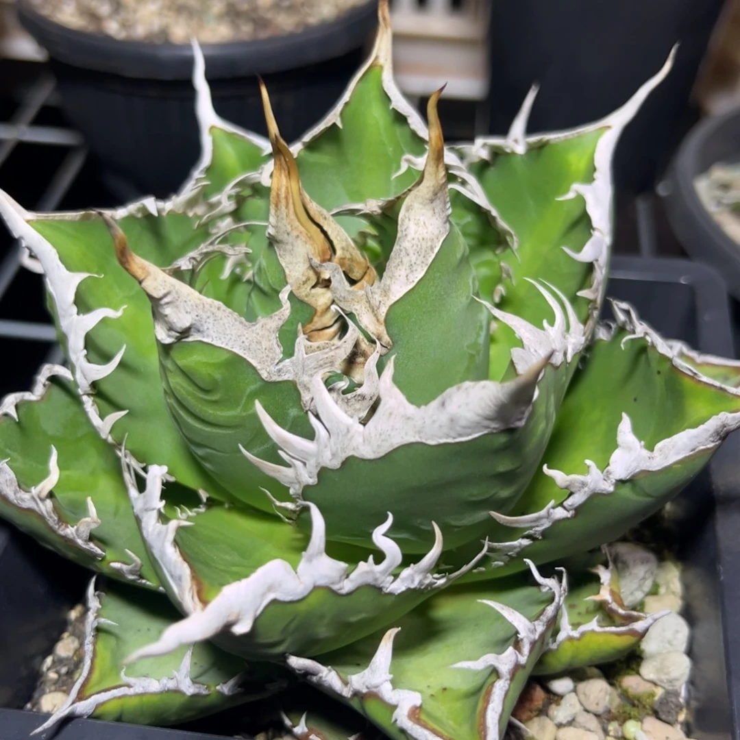 海王 绿植盆栽 花卉