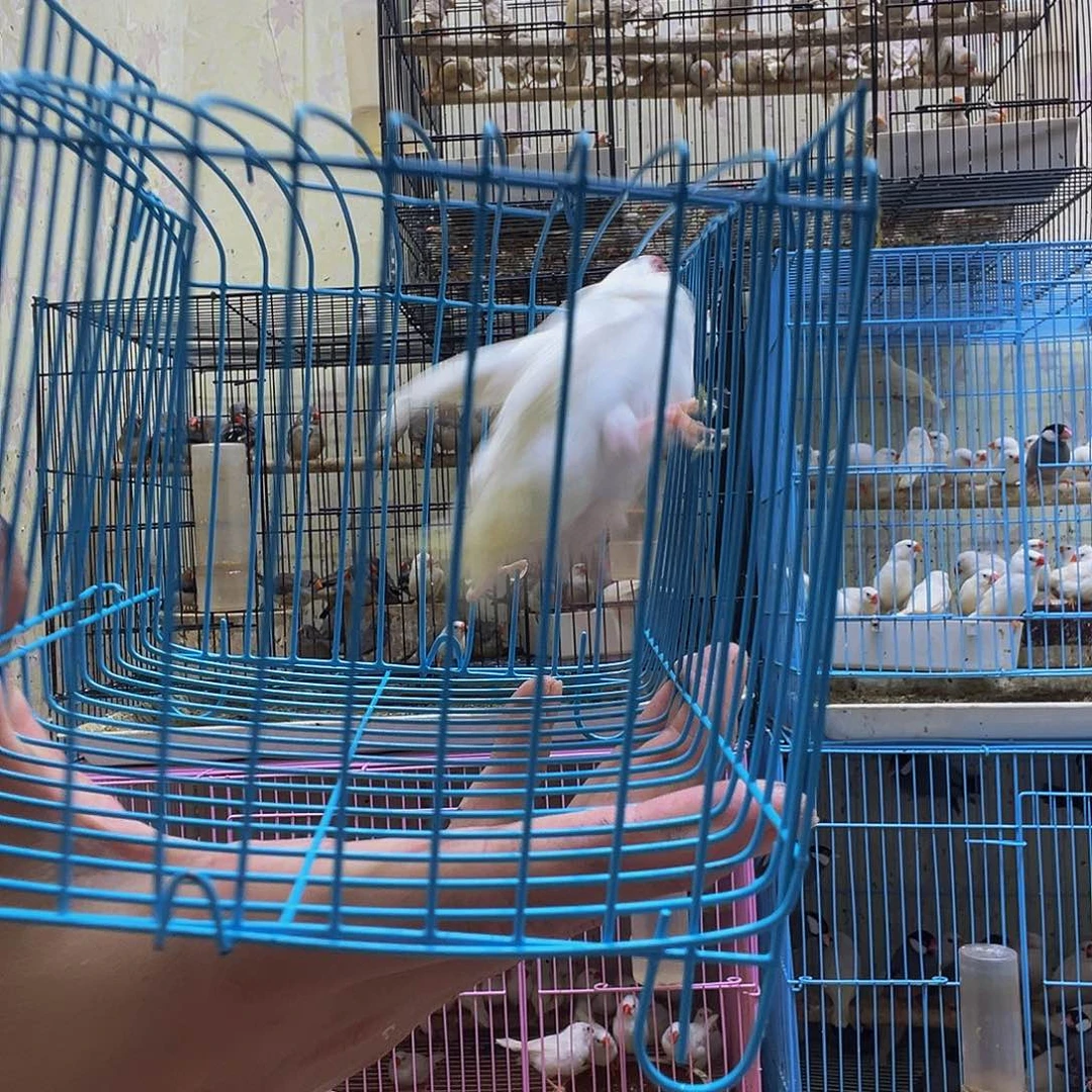 文鸟特价少毛白色文鸟68