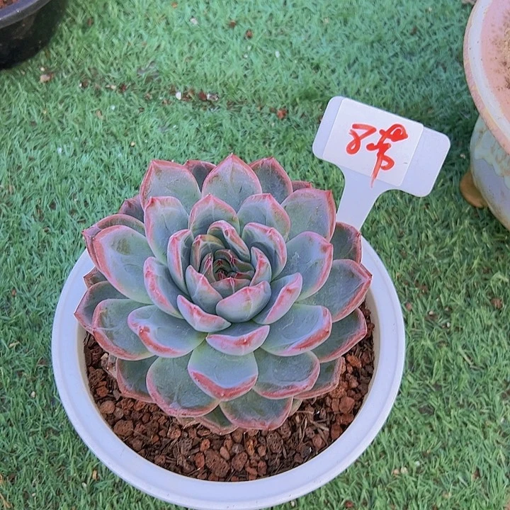 8红鸾带盆一个多肉