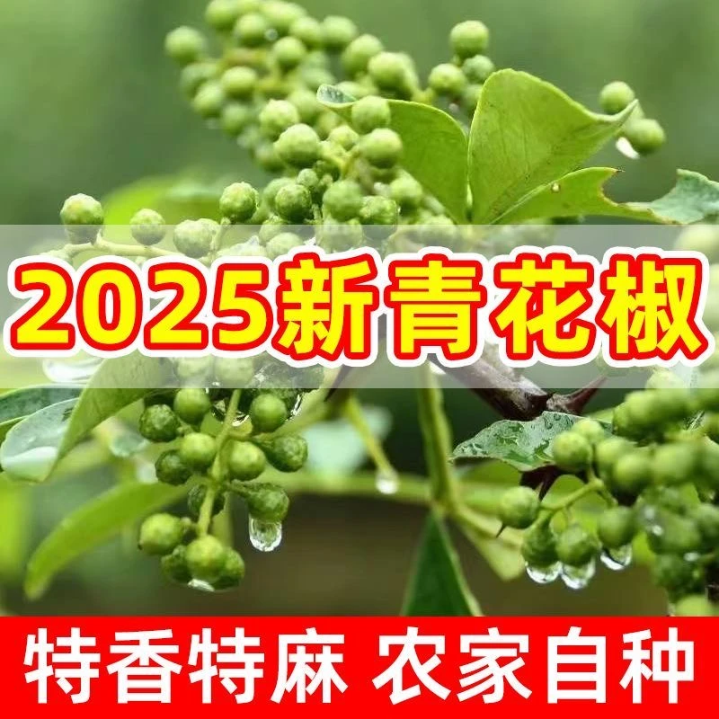 2025年重庆江津新鲜保鲜青花椒干净又香又麻