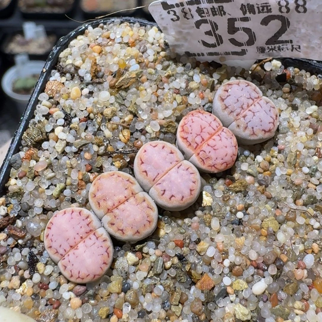 Zzzzz精品生石花352