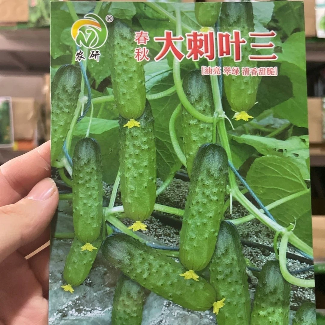 春秋大刺叶三黄瓜种子,几乎节节有瓜,口感甜脆好吃