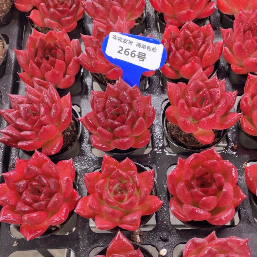 266号 宽叶全状态罗卡单头一个