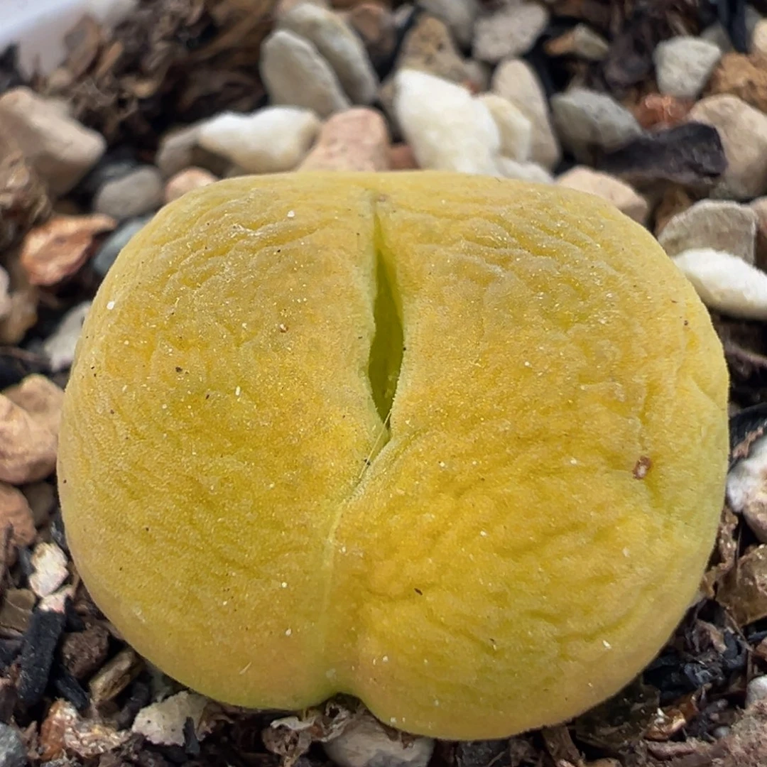 309多肉植物百科植物