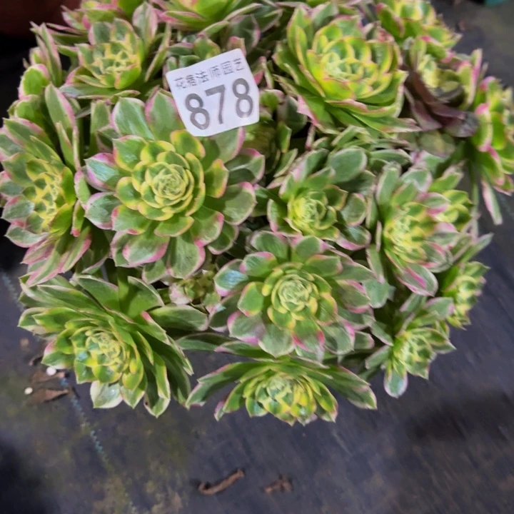 玉芙蓉878000000000