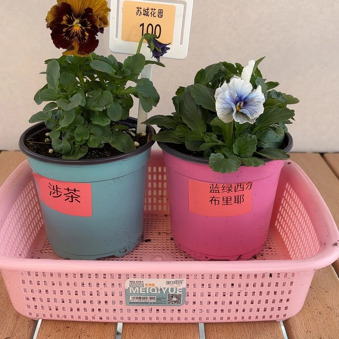 大部分开放少量花苞101