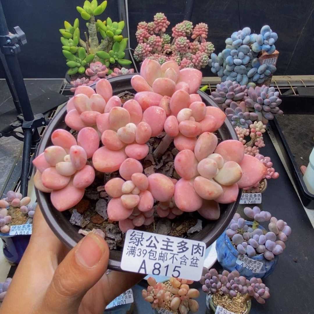 815樱花洛神多肉9c m