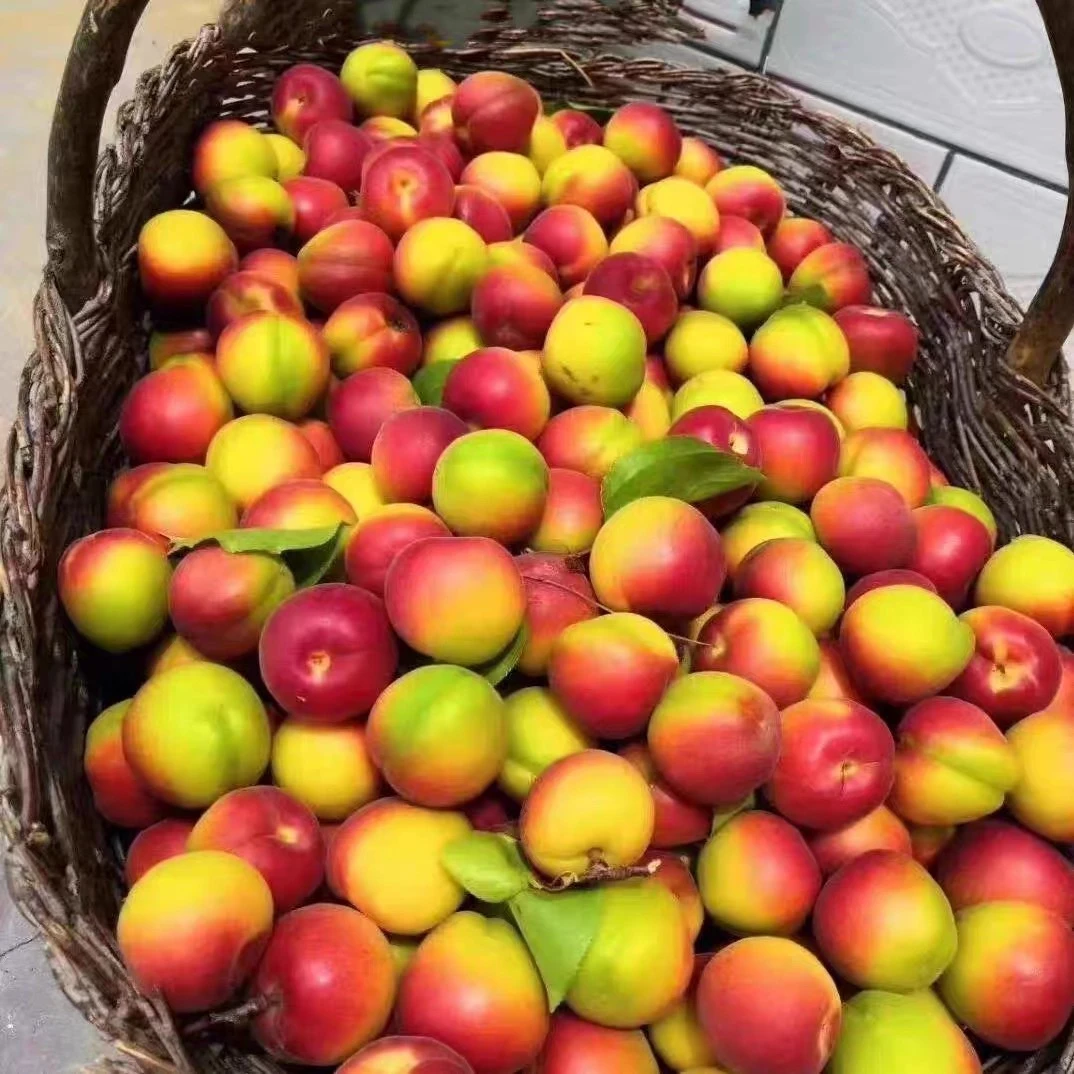 【2025陕北新鲜红梅杏】现摘现发5斤顺丰包邮