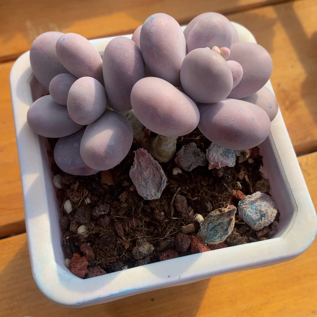 精控奶洛一物一拍