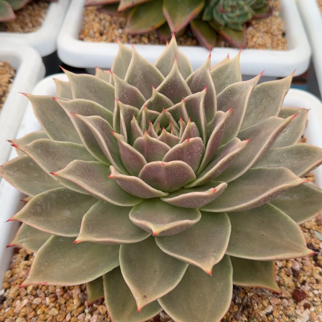 星星38包邮一物一拍