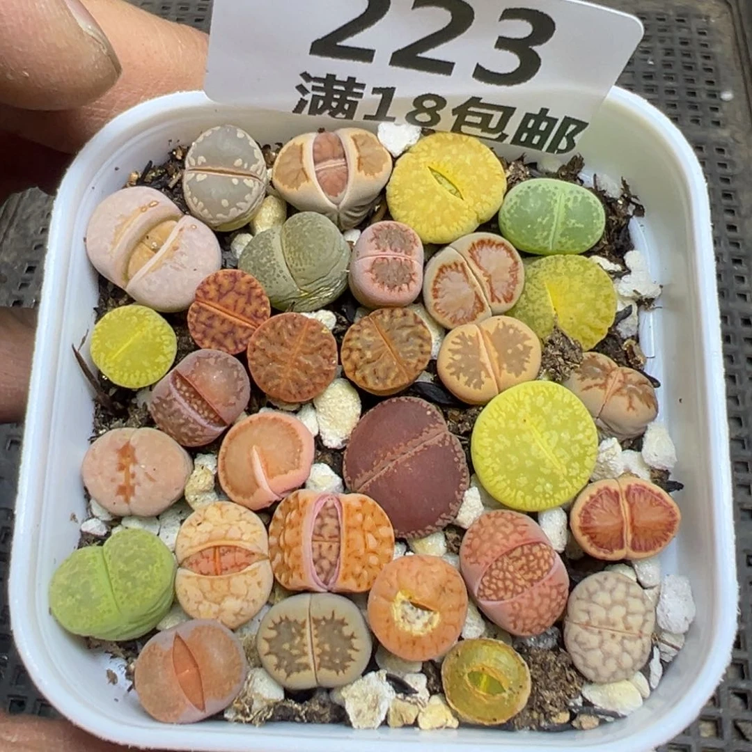 【闪购商品】 223。