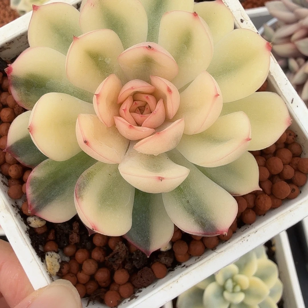 武仙座锦，宽覆轮锦，多肉植物