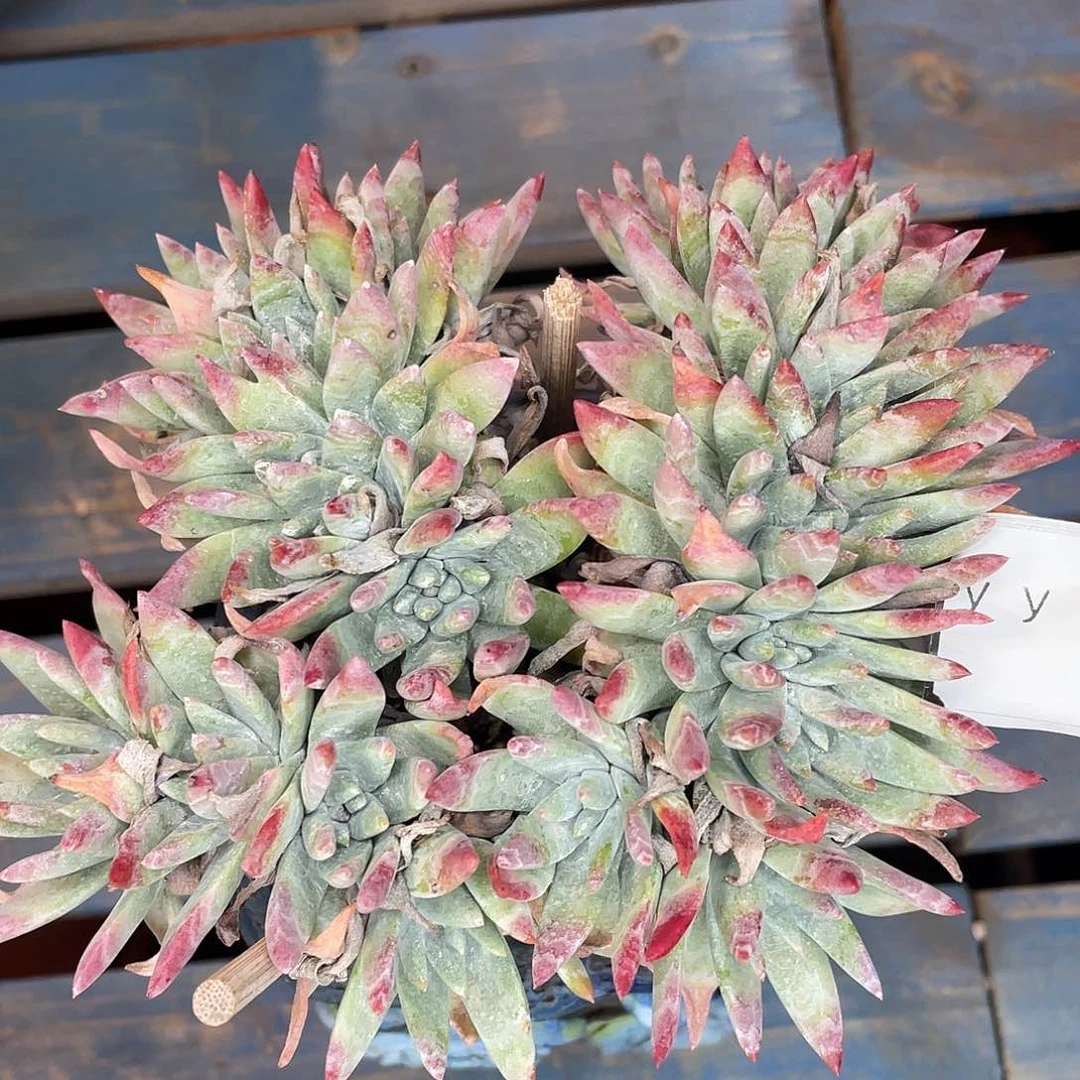 白菊拇指老桩多头1756