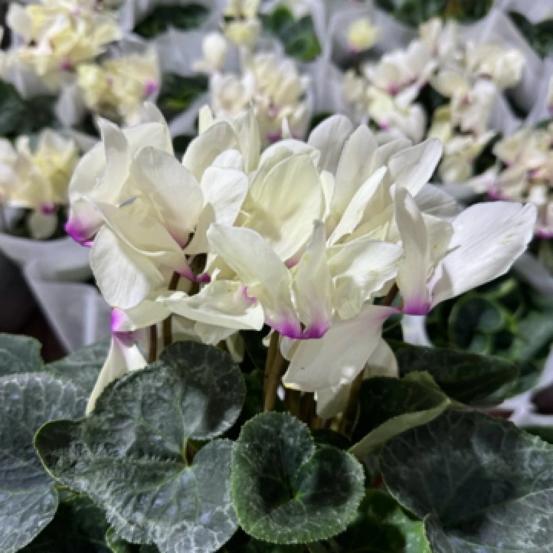 处理黄色仙客来2个无售后，稀有品种（花后苗默认种球 介意勿拍）