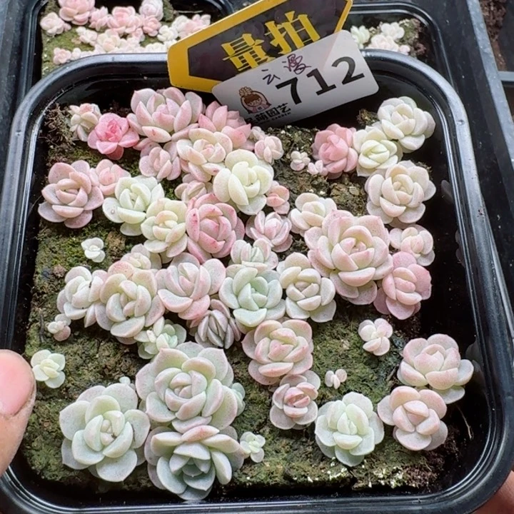 多肉植物多肉植物