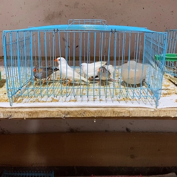 文鸟看****生珍珠白加灰，包活到家