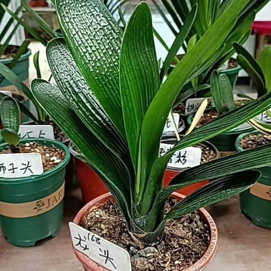 龙头瑕疵1111111111
