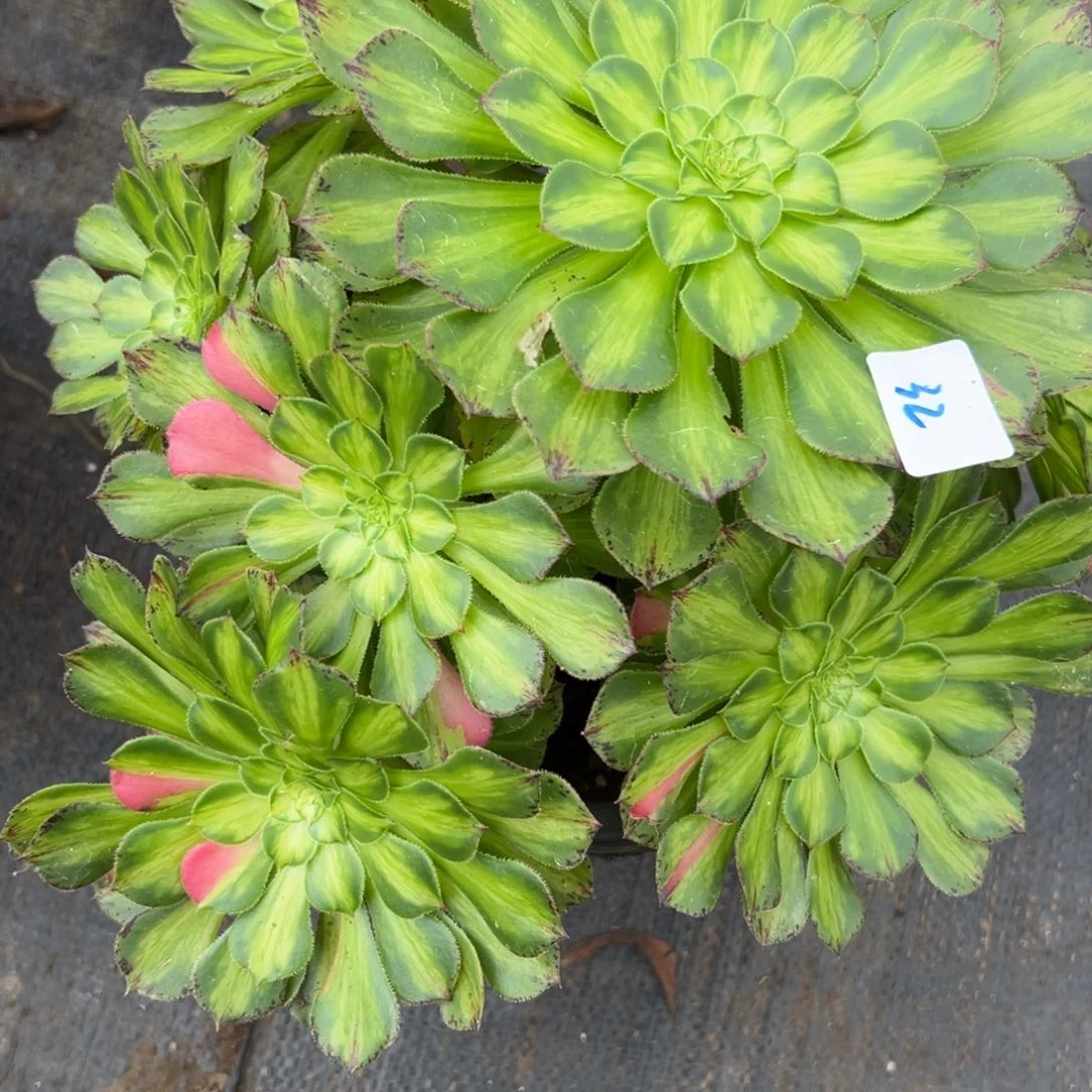 32知否多肉植物系