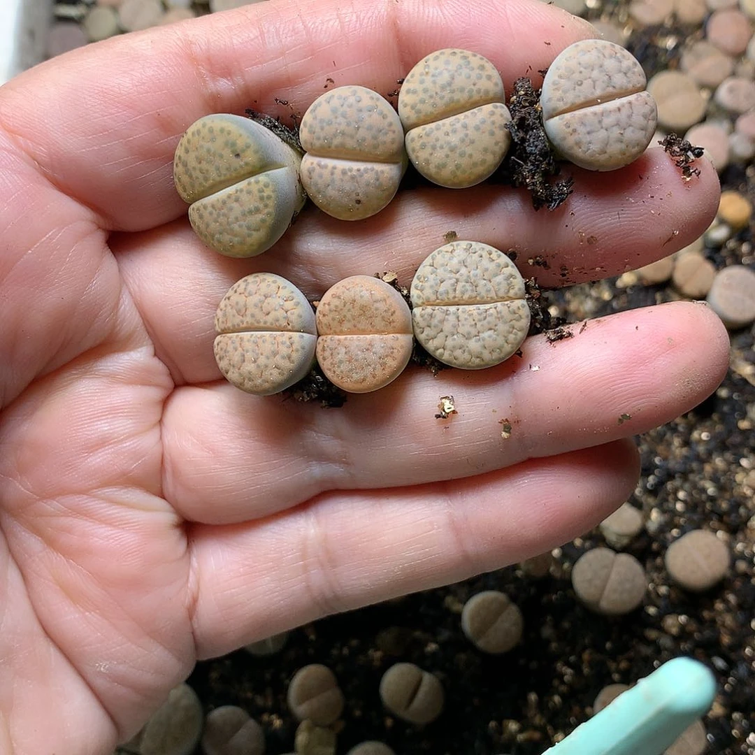 W195多肉植物保护