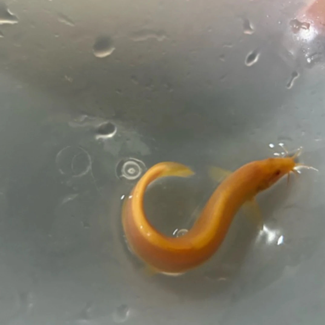 泥鳅淡水观赏鱼好养耐活可清洁鱼缸适合新手饲养5-8公分