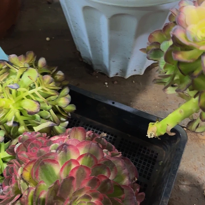 多肉植物海王七彩1207