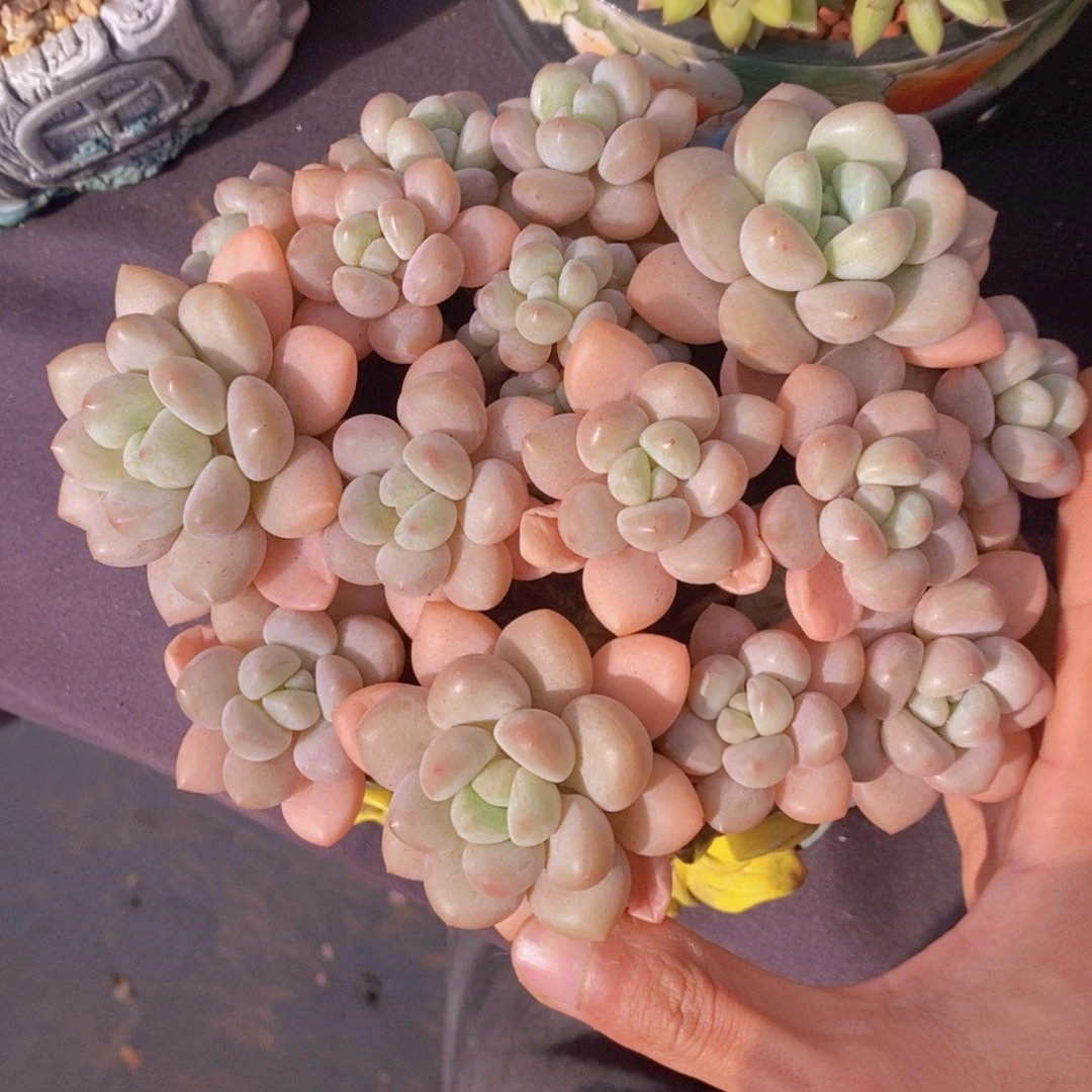 泡泡糖 一物一拍