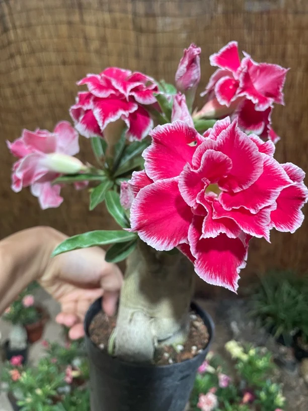 沙漠玫瑰直播间一物一拍