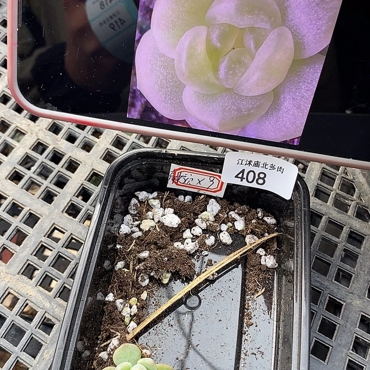 标408青宁穴盘一个