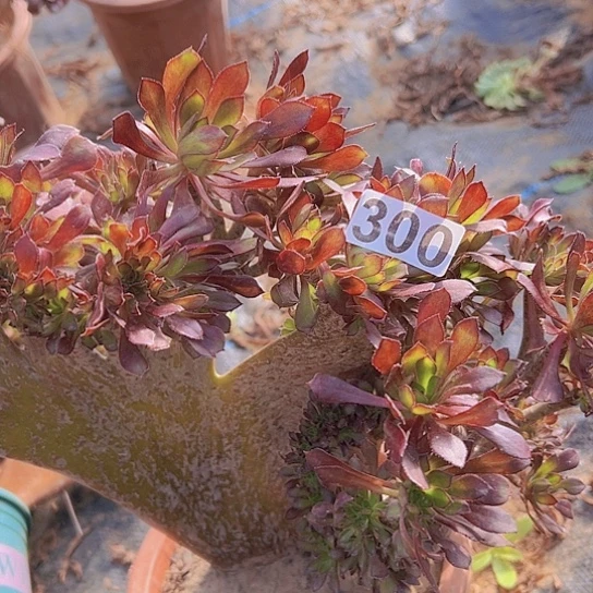 天***意多肉植物一个黑法师