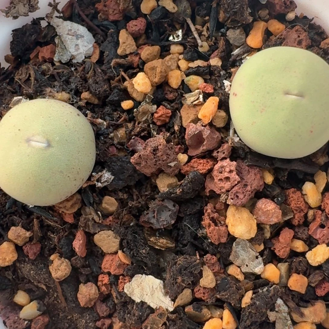 89带盆土发货红嘴