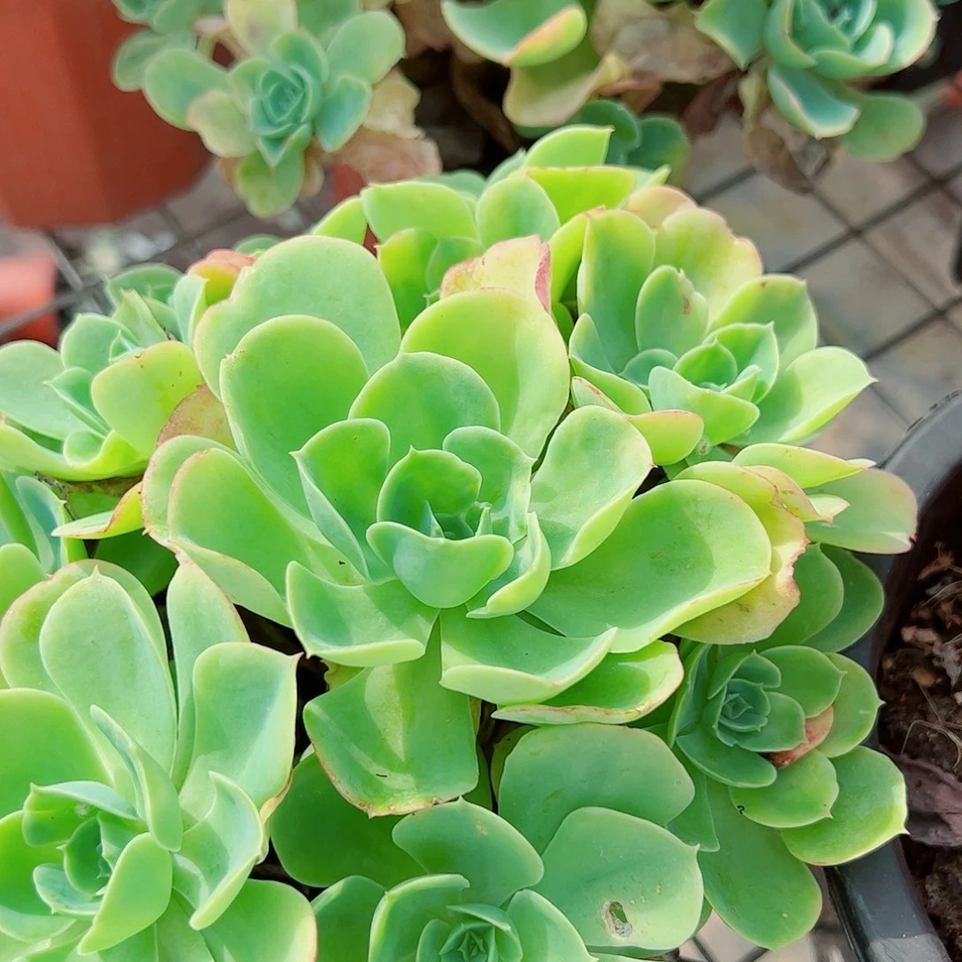 柠檬玫瑰多头群生老桩特价
