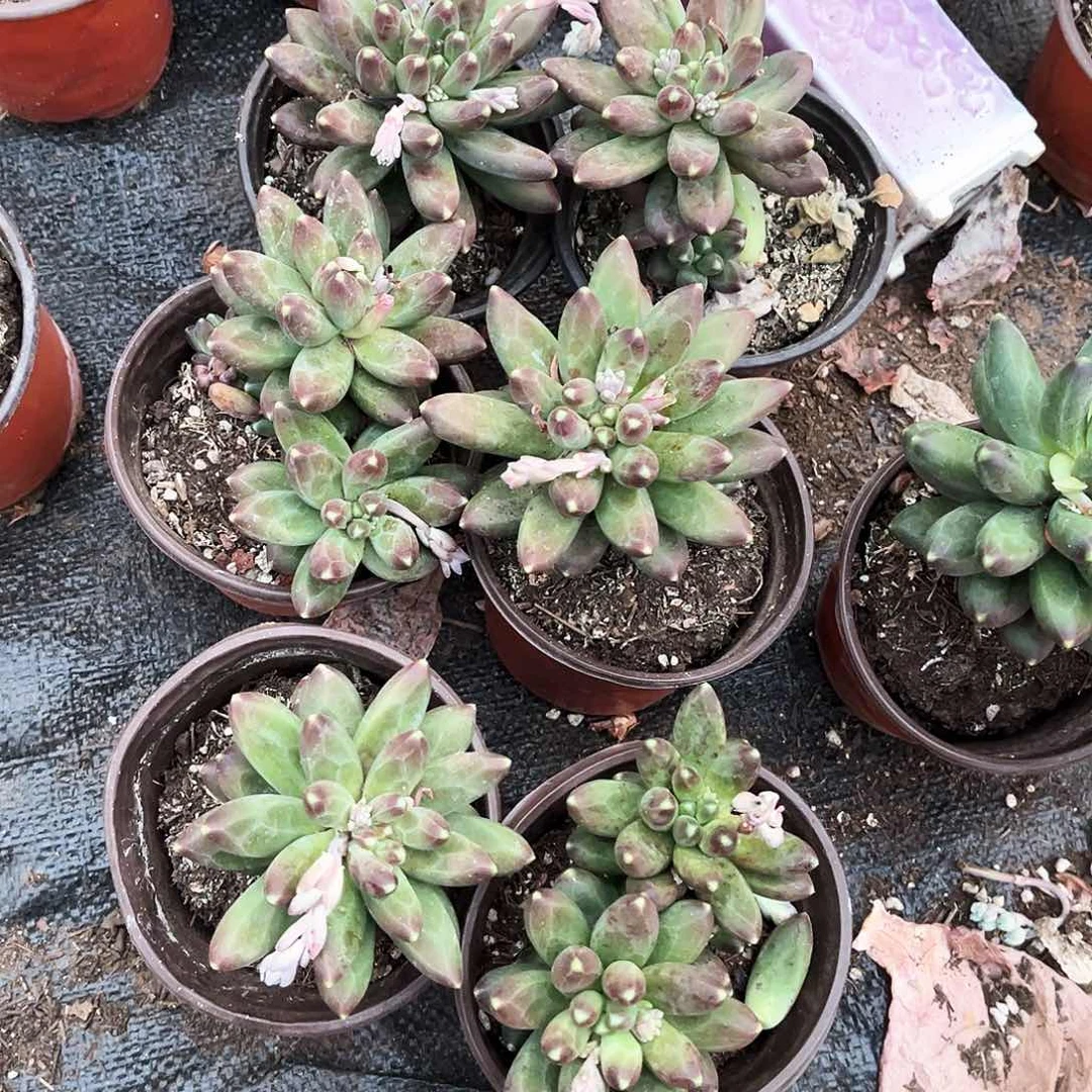 千代6颗19.99多肉植物