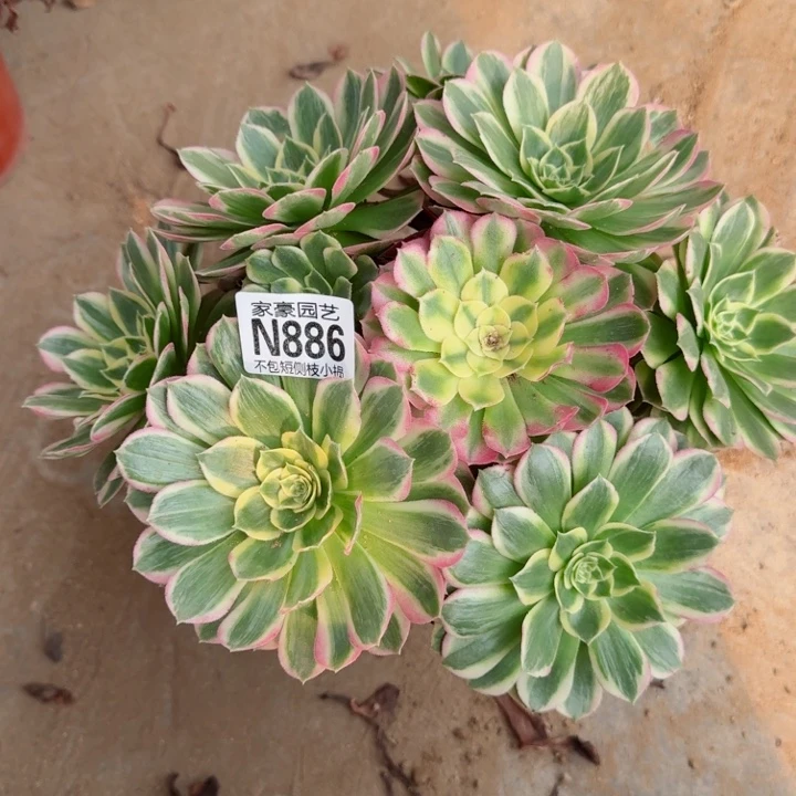 886海王官服25左右2