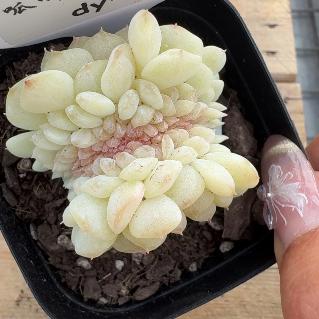 0125-09-荔枝缀一颗